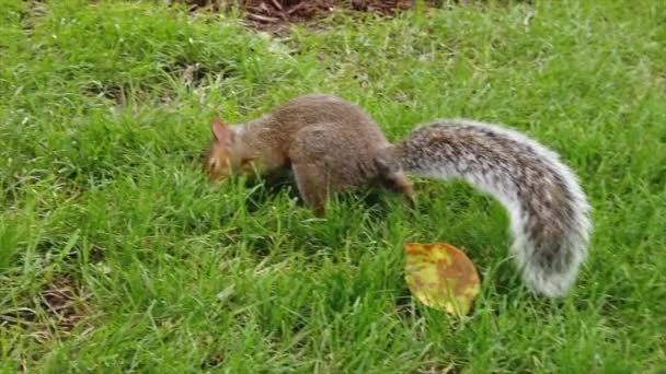 Eichhörnchen Mit Braunem Fell Auf Einem Grünen Rasen Zeitlupe — Stockvideo