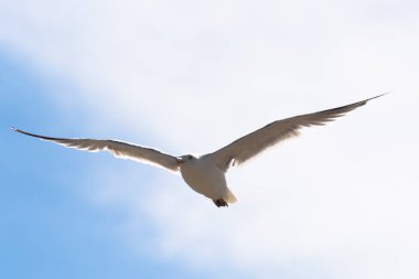 Uçan martı, aşağıdan görüş, arkaplanda gökyüzü