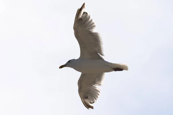 Flying Seagull Zicht Van Onderen Lucht Achtergrond — Stockfoto