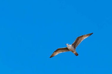 Uçan martı gri tüylü, aşağıdan görünen, arka planda gökyüzü