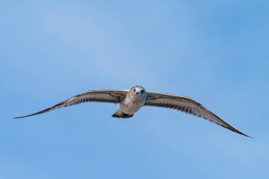Uçan martı gri tüylü, aşağıdan görünen, arka planda gökyüzü