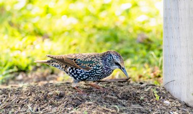 New York, ABD 'de yerde bir kuşun yakın görüntüsü