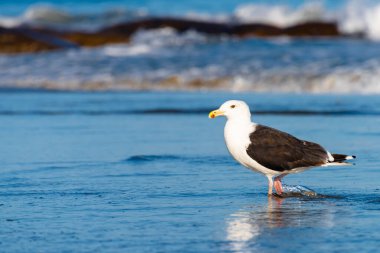 Sahilde suyla birlikte martı.