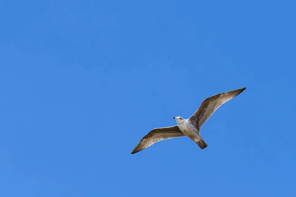 Летающая Чайка Серыми Перьями Вид Снизу Небо Заднем Плане — стоковое фото