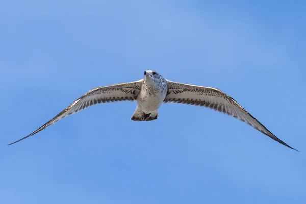 Gabbiano Volante Con Piume Grigie Vista Dal Basso Cielo Sullo — Foto Stock