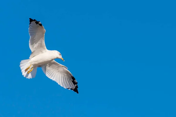 Gabbiano Volante Con Cielo Blu Sullo Sfondo — Foto Stock