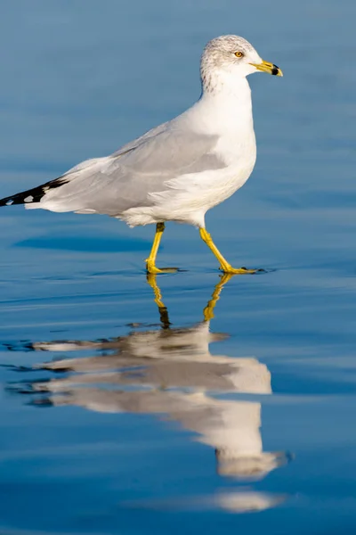 Gabbiano Una Spiaggia Con Acqua — Foto Stock