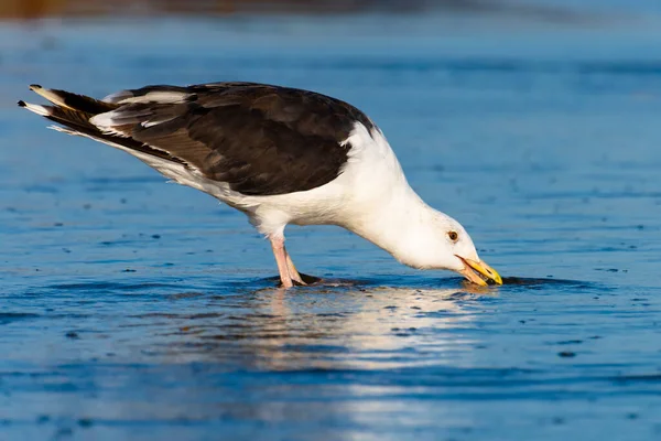 Gabbiano Una Spiaggia Con Acqua — Foto Stock