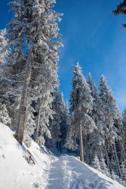 Romanya 'nın Karpatlar kentindeki karla kaplı ormanda yürüyüş pisti. Çevredeki kozalaklı ormanlar