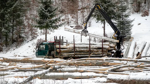 Auto Sammelt Gesägte Bäume Einem Winter Kiefernwald Den Karpaten Rumänien — Stockfoto