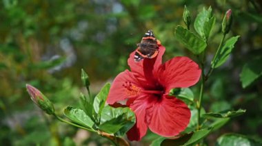 Kelebekli kırmızı bir çiçeğe yakından bak. Etrafında bir sürü yeşillik var.