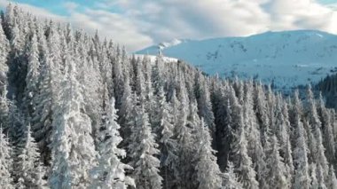 Romanya 'nın kışın Karpatların insansız hava aracı görüntüsü. Çıplak orman ve kar