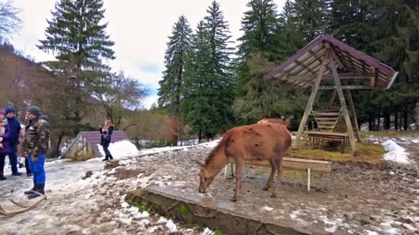 Poiana Neamtului Romania December 2021 Feeder Deers People Snow Covered — Stok Video