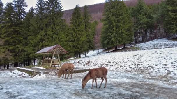 Poiana Neamtului Romania December 2021 Feeder Deers People Засніженому Лужку — стокове відео