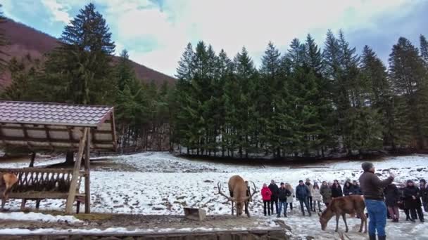 Brasov Romania December 2021 Viewpoint Carpathians Winter Romania 공기중의 — 비디오