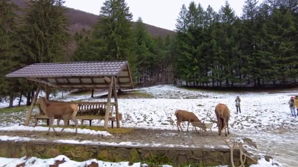 Poiana Neamtului Romania December 2021 Feeder Deers People Snow Covered — 비디오