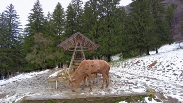 Poiana Neamtului Romania December 2021 Feeder Deers People Snow Covered — 비디오