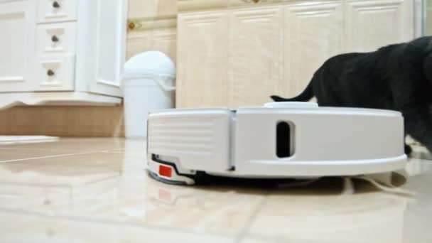 Evde Robot Süpürge Çalışıyor Fayans Zemininde Hareket Ediyor Yanında Kedi — Stok video
