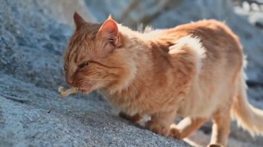 Kızıl kedi Yunanistan 'da bir plajda yemek yiyor. Yavaş çekim