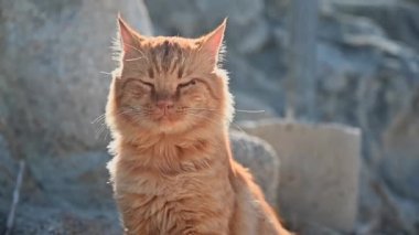 Kızıl kedi kayalıklarda duruyor ve Yunanistan 'da kendini yalıyor. Yavaş çekim