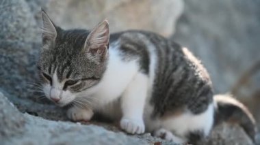 Yunanistan 'da bir plajda kedi yiyor. Yavaş çekim