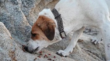 Yunanistan 'da bir sahilde köpek yiyor. Yavaş çekim