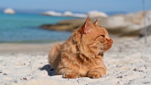 海岸のジンジャー猫 ギリシャの背景の海 — ストック動画