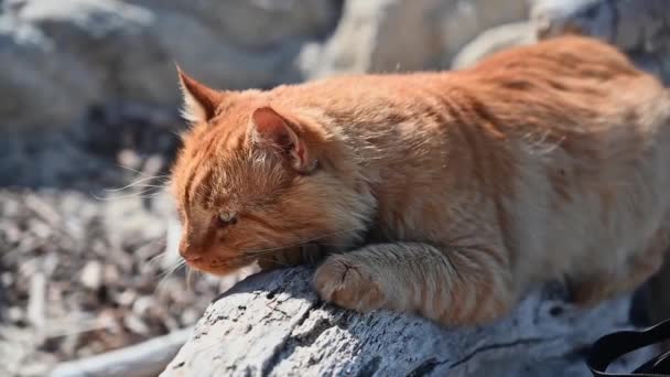 Γάτα Τζίντζερ Ξαπλωμένη Στα Βράχια Της Ελλάδας Αργή Κίνηση — Αρχείο Βίντεο