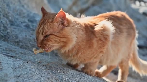 Ingefära Katt Äter Strand Grekland Långsamma Rörelser — Stockvideo