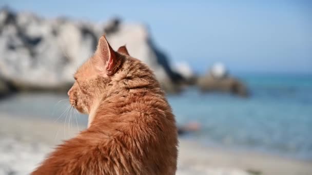 Ginger Cat Beach Sea Background Greece Slow Motion — Stock Video