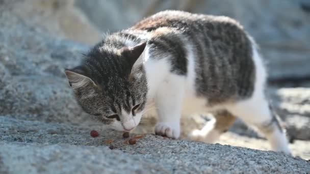 猫はギリシャのビーチで食べる スローモーション — ストック動画