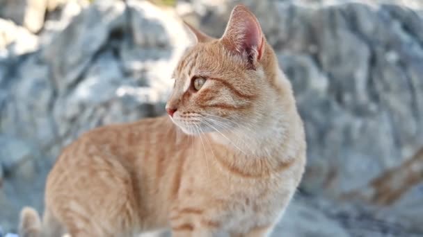 Ginger Cat Lying Rocks Greece Slow Motion — Stock Video