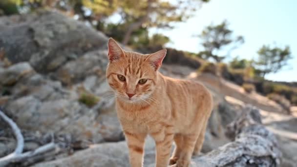 Ginger Cat Staying Rocks Greece Slow Motion — Stock Video