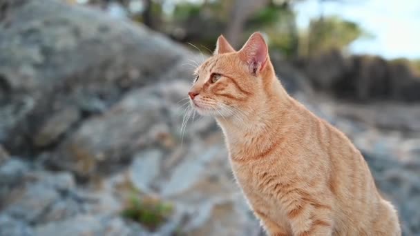 ジンジャー猫はギリシャの岩の上にいる スローモーション — ストック動画