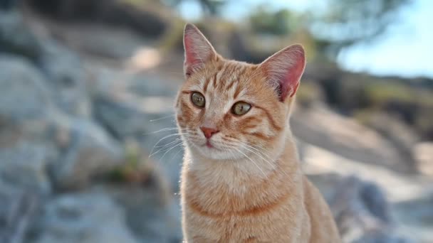 Τζίντζερ Γάτα Που Μένει Στα Βράχια Στην Ελλάδα Αργή Κίνηση — Αρχείο Βίντεο