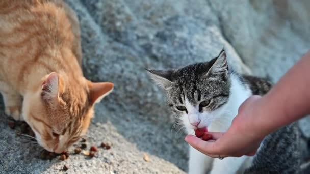 Uma Mulher Alimentando Dois Gatos Uma Praia Grécia Movimento Lento — Vídeo de Stock