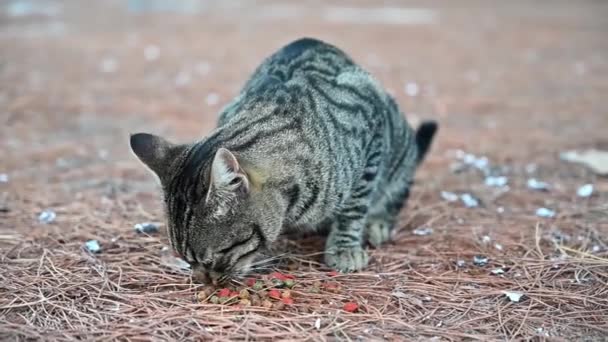 在希腊的海滩上吃猫 慢动作 — 图库视频影像