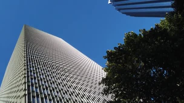 Дві Сучасні Скляні Будівлі Зелене Дерево Центрі — стокове відео