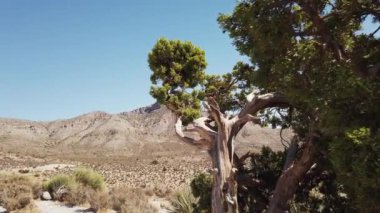 Bakır kırmızı taş ve kırmızı renkli kanyon tam gün ışığında. Nevada, ABD