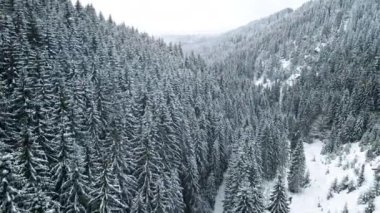 Romanya 'daki Karpatlar' ın insansız hava aracı görüntüsü. Tepeler ve tepeler kar ormanlarıyla kaplı, alçak bulutlar