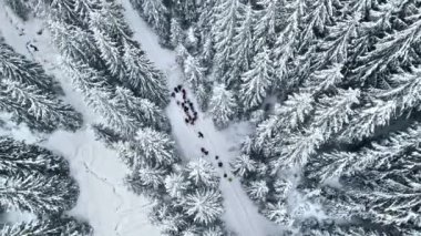 Romanya 'nın Karpatlar kentindeki bir yürüyüş turunun insansız hava aracı görüntüsü. Dinlenen bir grup insan Giumalau tepesine tırmanıyor. Kar Ormanı