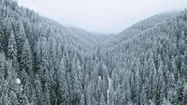 Αεροφωτογραφία Drone Του Χειμώνα Καρπάθια Ρουμανία Λόφοι Και Κορυφές Καλυμμένες — Αρχείο Βίντεο