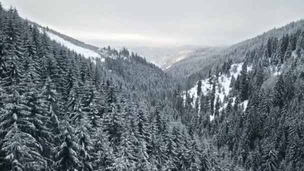 罗马尼亚喀尔巴阡山脉冬季无人驾驶飞机图像 覆盖着积雪森林的小山和山峰 — 图库视频影像