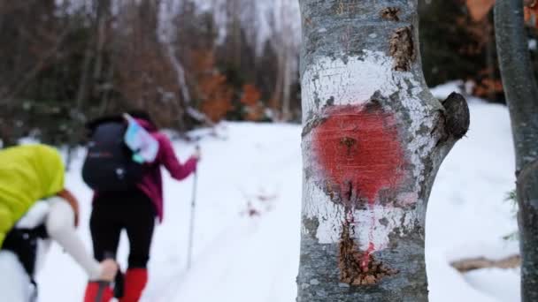 Passeio Caminhada Inverno Cárpatos Romênia Duas Pessoas Com Mochilas Bastões — Vídeo de Stock
