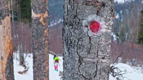 罗马尼亚喀尔巴阡山脉冬季徒步旅行 两个背着背包和滑雪杆的人爬上了朱玛露峰 有记号的树 — 图库视频影像