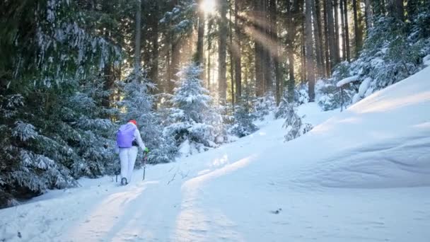 Wandelende Vrouw Winter Karpaten Roemenië Vrouw Met Rugzak Skistokken Beklimmend — Stockvideo