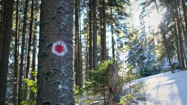 Άποψη Του Χειμώνα Καρπάθια Ρουμανία Δέντρο Πινακίδα Στο Μονοπάτι Πεζοπορίας — Αρχείο Βίντεο