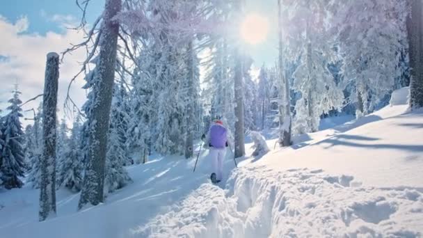 Mujer Senderista Invierno Cárpatos Rumania Mujer Con Mochila Bastones Esquí — Vídeo de stock