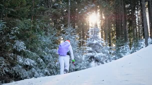Romanya Karpatlar Yürüyüş Yapan Kadın Sırt Çantası Kayak Direkleriyle Giumalau — Stok video