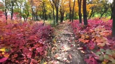 Moldova 'nın Chisinau kentindeki sonbahar ormanı manzarası. Parkta yemyeşil sarı ve turuncu ağaçlar var. Yavaş çekim